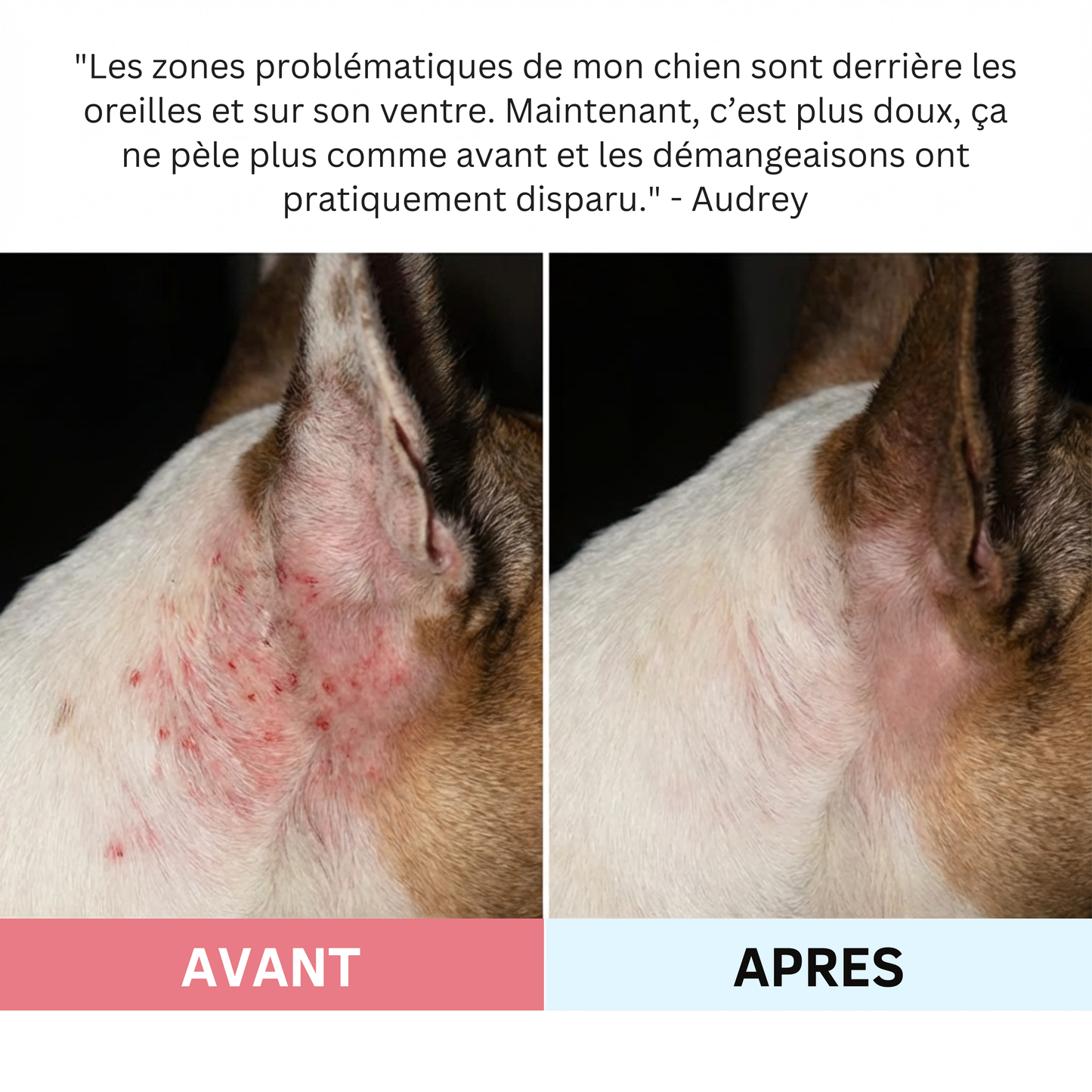 Croquettes multivitamines