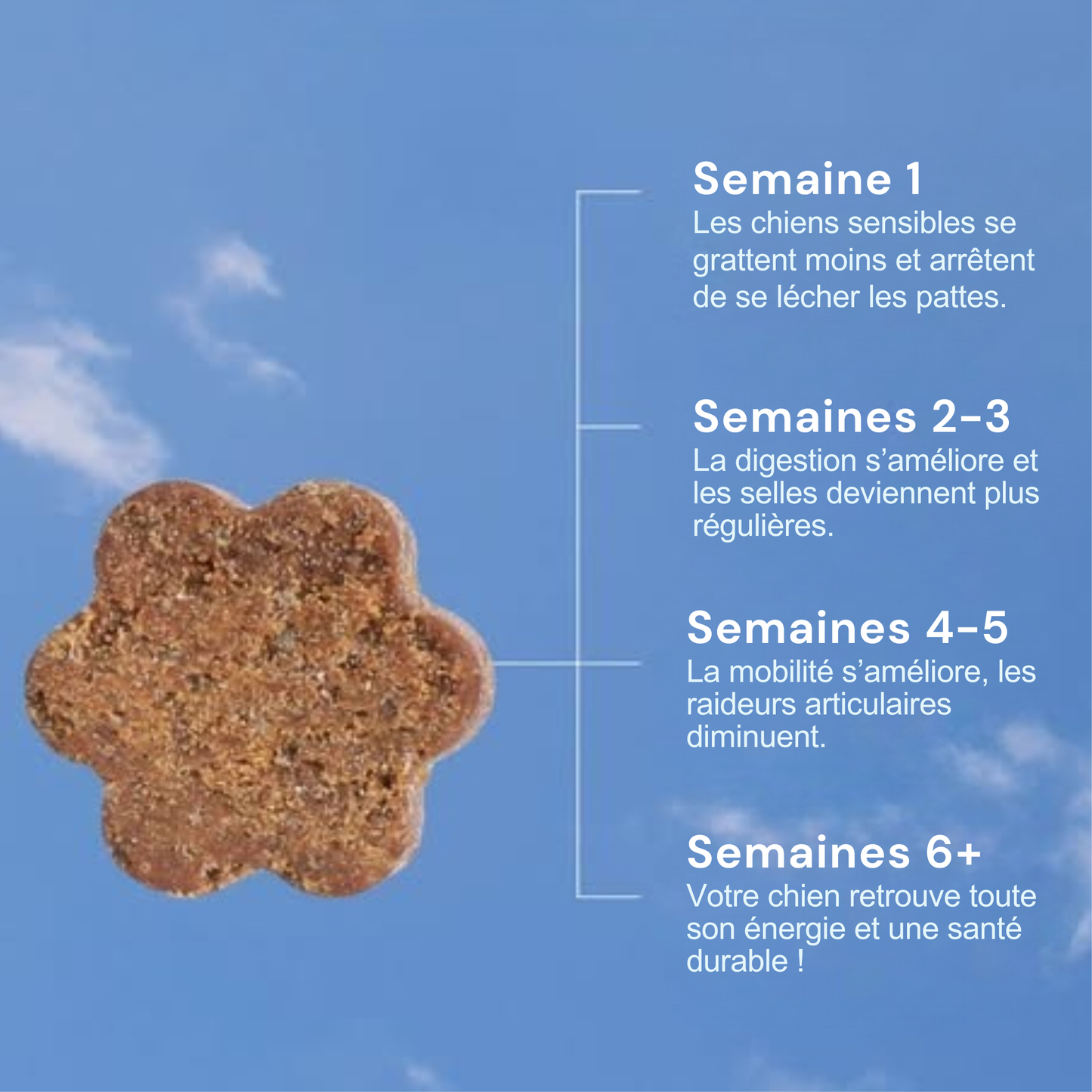 Croquettes multivitamines